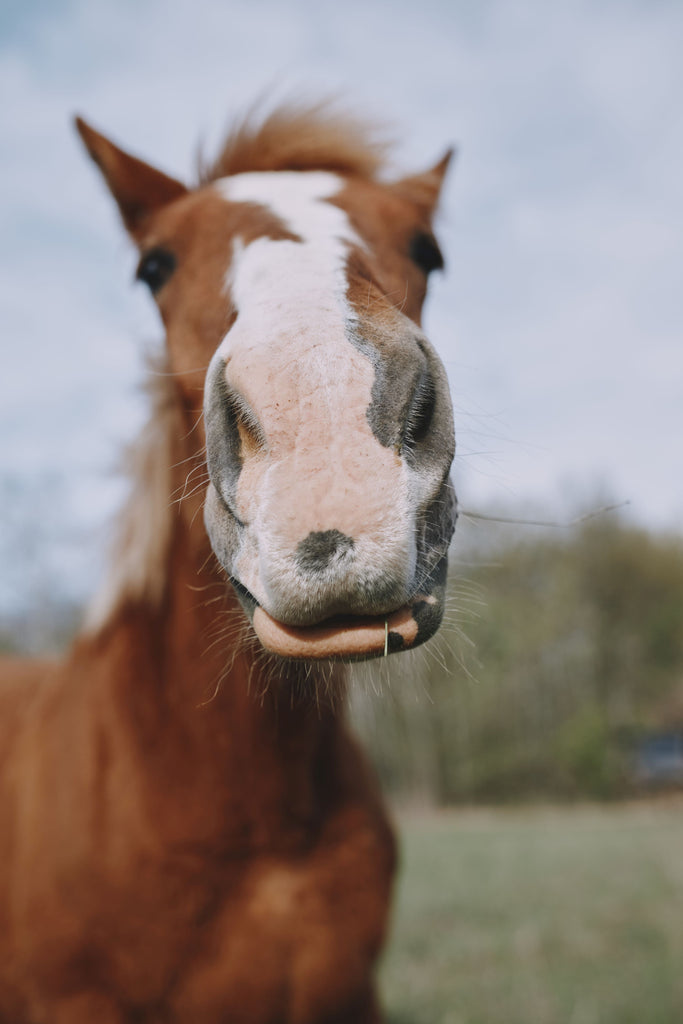 Horse Lovers Gifts: The Ultimate Guide to Equestrian-Themed Presents